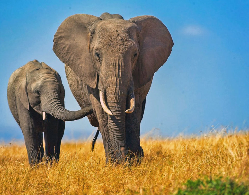 Слон - животное долгожитель