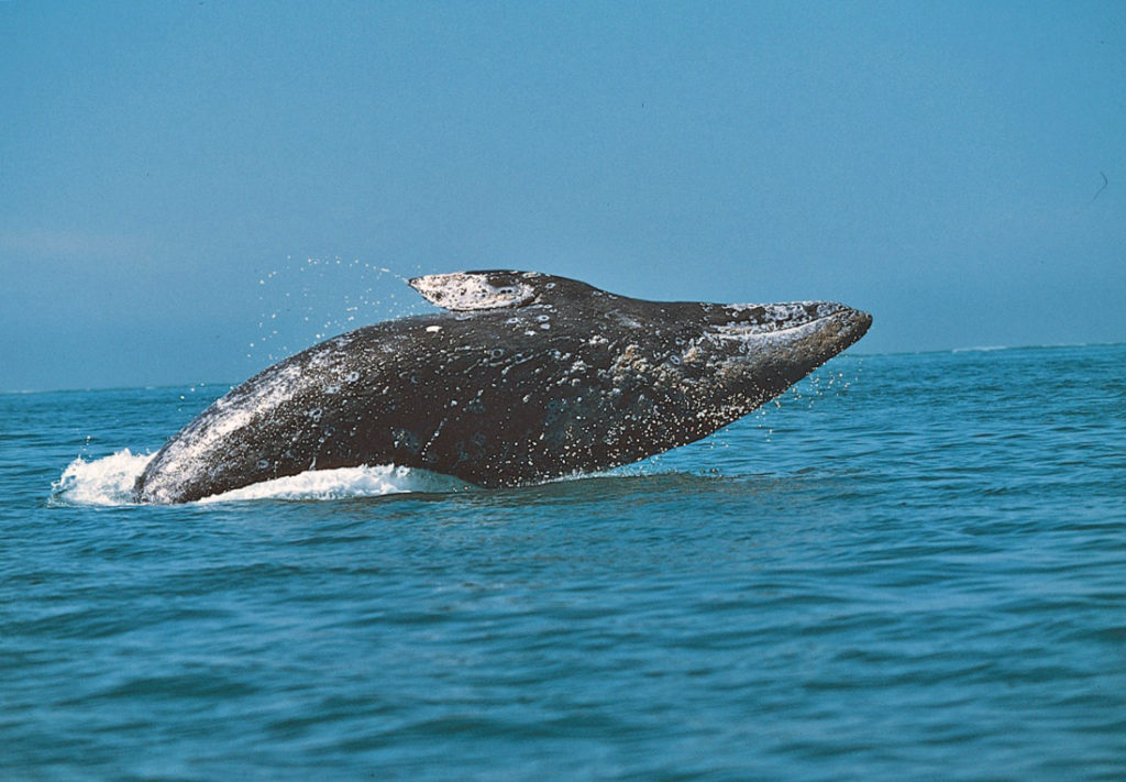6 место: кит гренландский - животное долгожитель