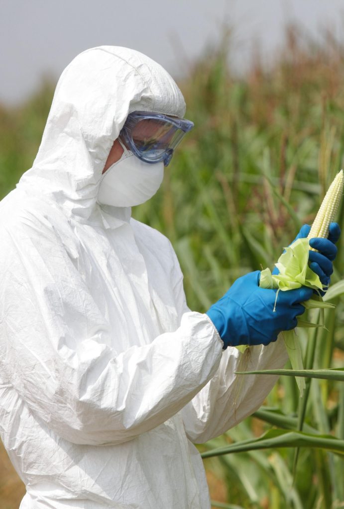 ГМО прежде, чем попасть к потребителю, проходят проверку несколько лет
