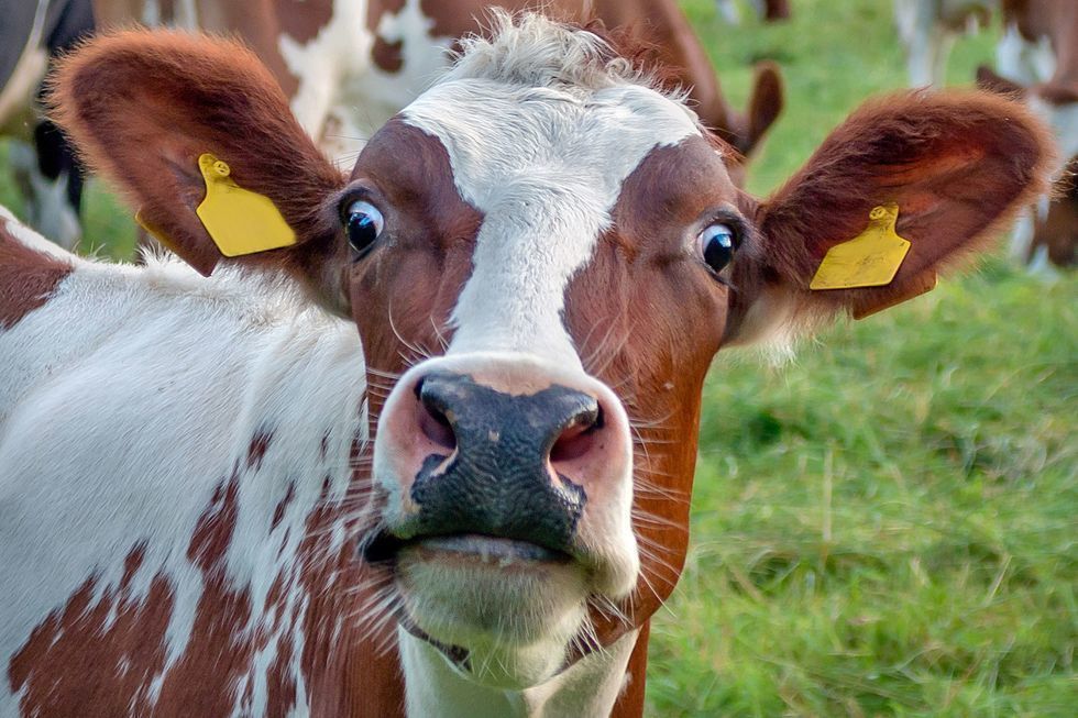 Коровы с ДНК человека