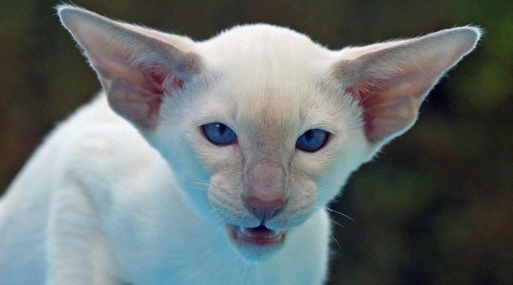 Кот-альбинос