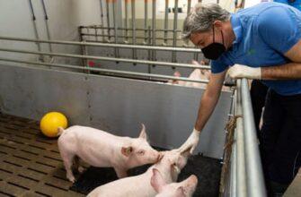 Немецкие исследователи разводят свиней для пересадки сердца человеку