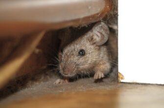 Генная инженерия может быть использована для контроля над популяцией мышей