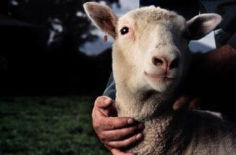 Генетически отредактированные овцы дают надежду на лечение смертельной детской болезни