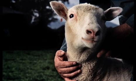 Генетически отредактированные овцы дают надежду на лечение смертельной детской болезни