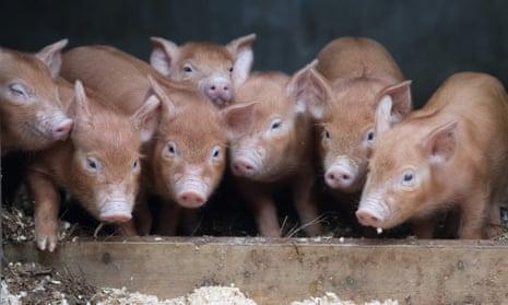 Устойчивые к болезням свиньи и масличные растения — почему британские ученые стремятся изменить гены пищевых продуктов
