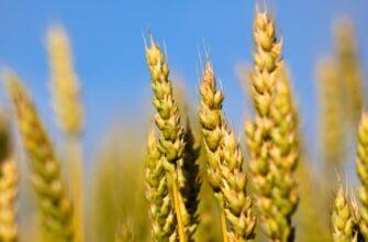 Открытие гена пшеницы «Святой Грааль» может накормить наш перегретый мир
