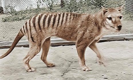 Воскрешение тасманского тигра может быть благородной идеей, но как насчет сохранения существующих видов?