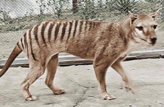 Американская фирма, стоящая за планом «искоренения» тасманского тигра, использует влиятельных лиц для продвижения исследований