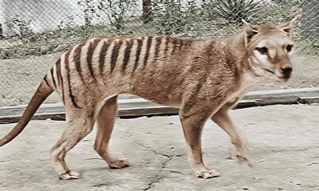 Американская фирма, стоящая за планом «искоренения» тасманского тигра, использует влиятельных лиц для продвижения исследований