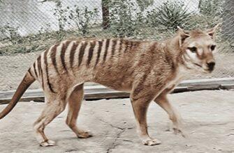 Возрождение: ученые планируют многомиллионное воскрешение тасманского тигра